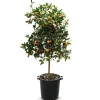 Calamondinbaum Citrus Mitis Calamondin 140-160Cm