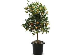 Calamondinbaum Citrus Mitis Calamondin 140-160Cm