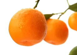 Calamondinbaum Citrus Mitis Calamondin 140-160Cm