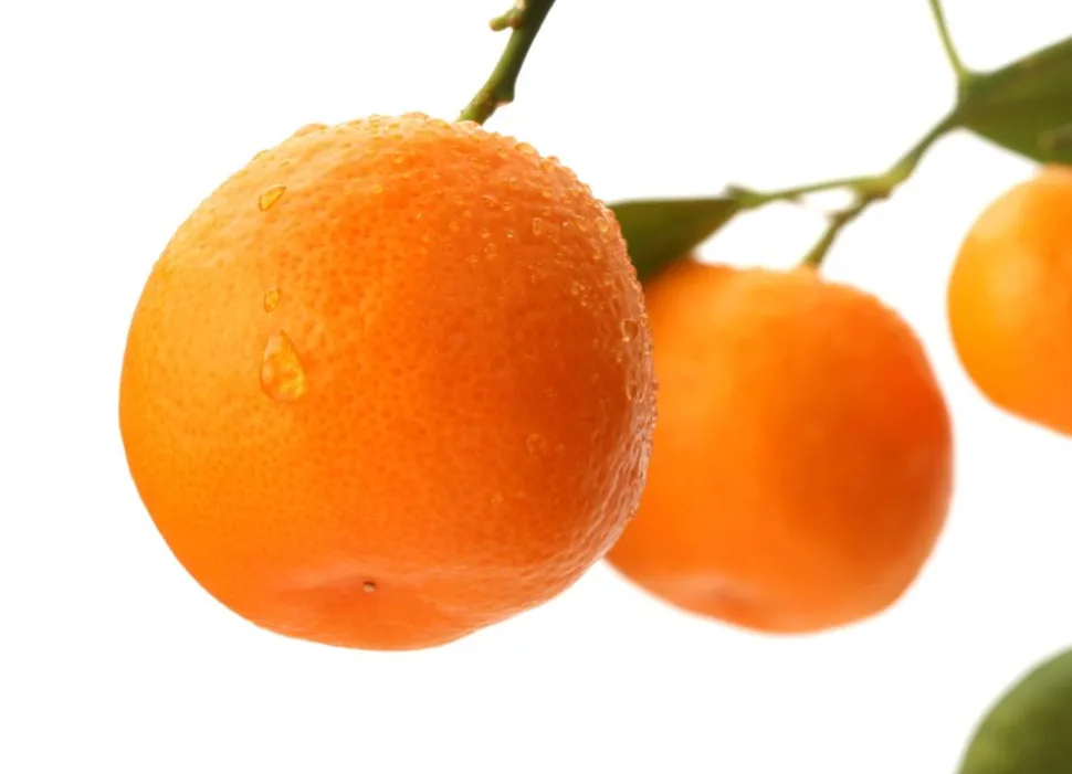 Calamondinbaum Citrus Mitis Calamondin 140-160Cm