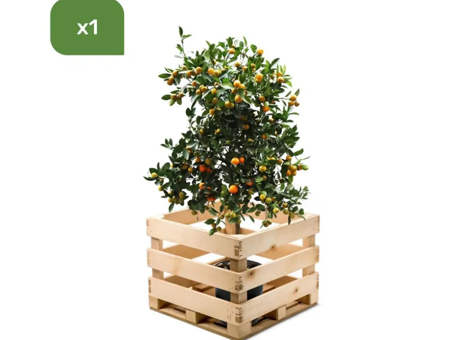 Calamondinbaum Citrus Mitis Calamondin 140-160Cm
