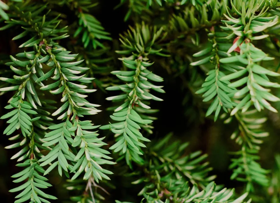 Europaische Eibe Taxus Baccata Heckenpflanze 120-140Cm