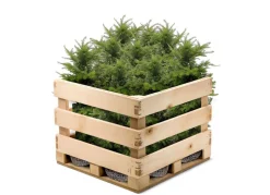 Europaische Eibe Taxus Baccata Heckenpflanze 120-140Cm