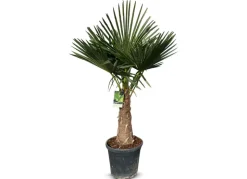 Hanfpalme Trachycarpus Fortunei 190-210Cm