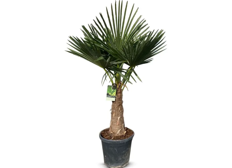 Hanfpalme Trachycarpus Fortunei 190-210Cm