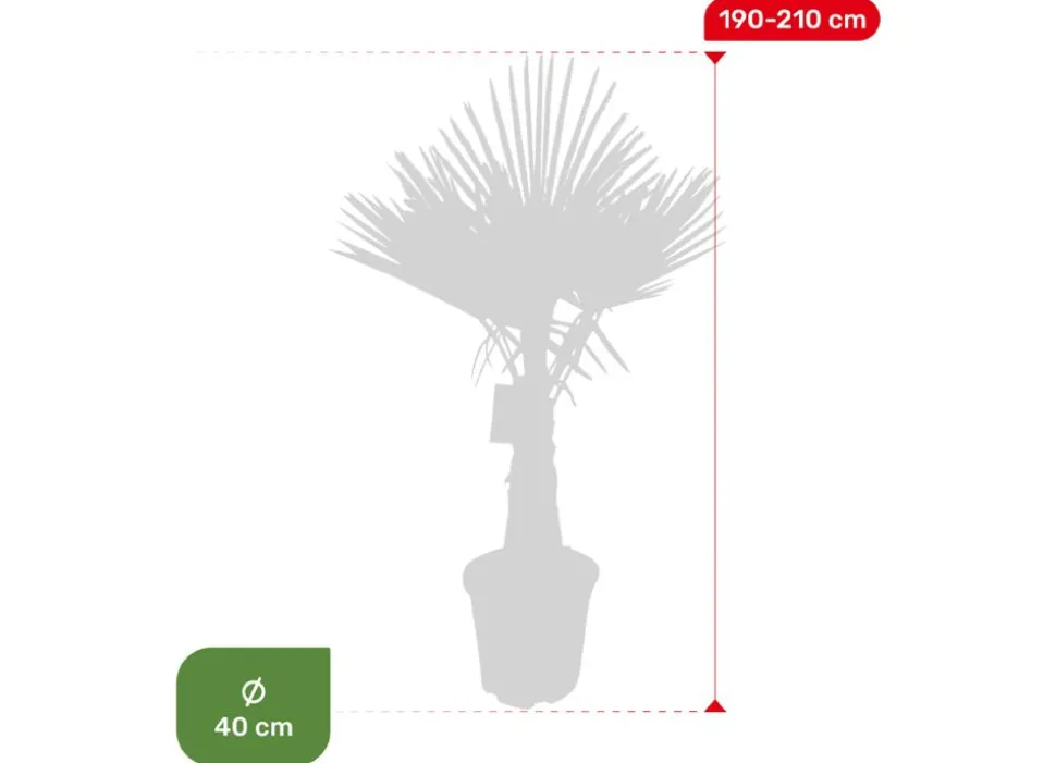 Hanfpalme Trachycarpus Fortunei 190-210Cm