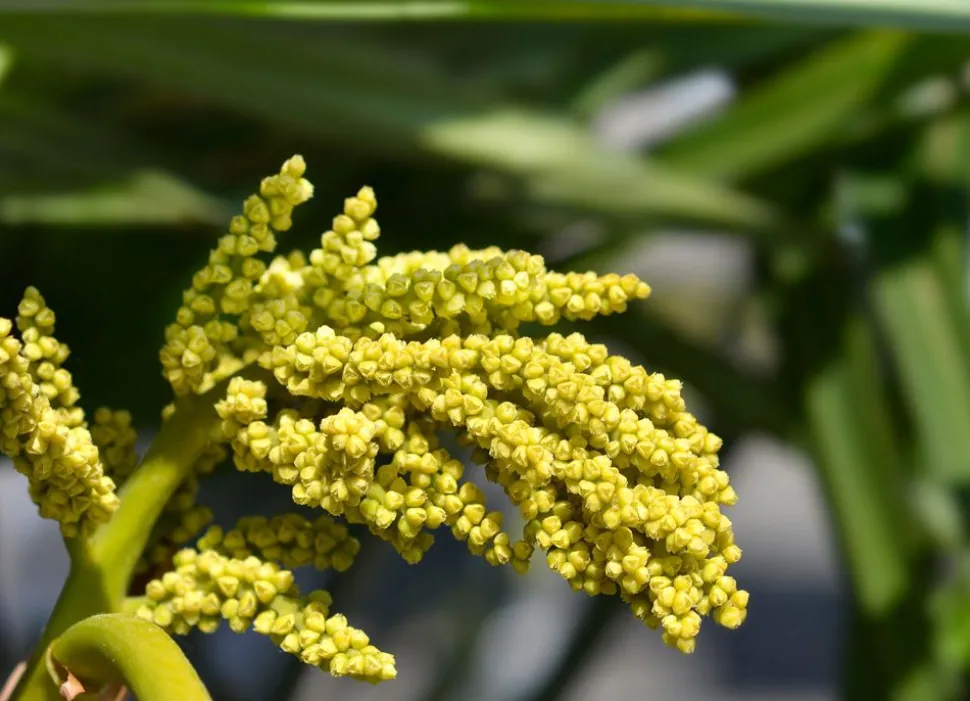 Hanfpalme Trachycarpus Fortunei 190-210Cm