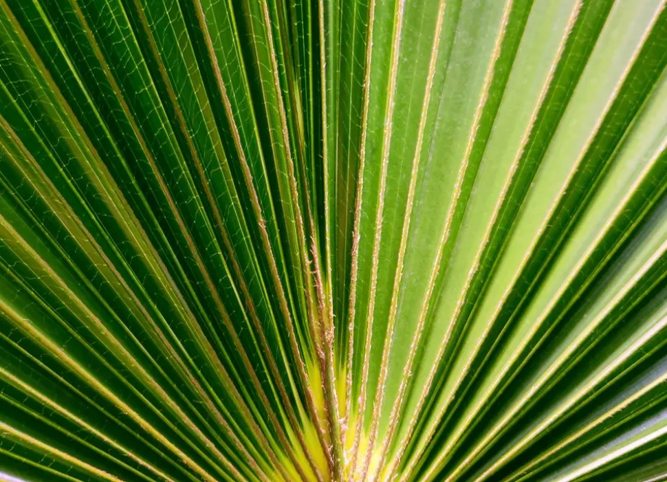 Hanfpalme Trachycarpus Fortunei 190-210Cm