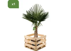 Hanfpalme Trachycarpus Fortunei 190-210Cm