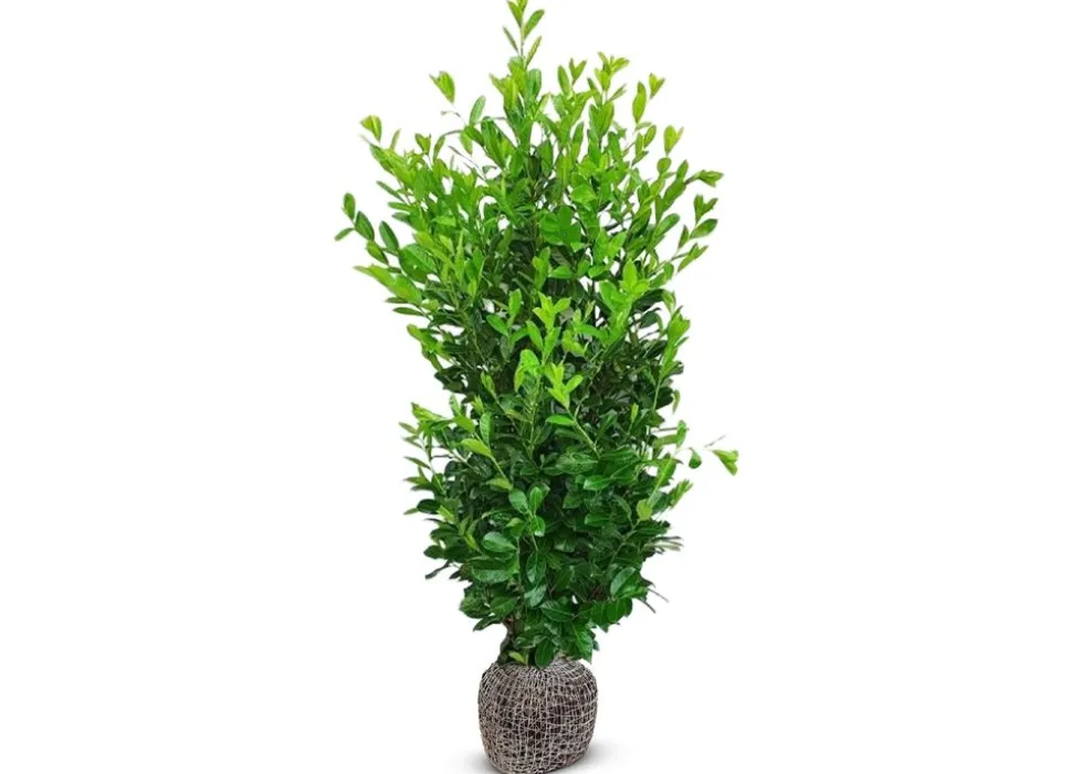 Kirschlorbeer Prunus Laurocerasus Rotundifolia Heckenpflanze 200-225Cm