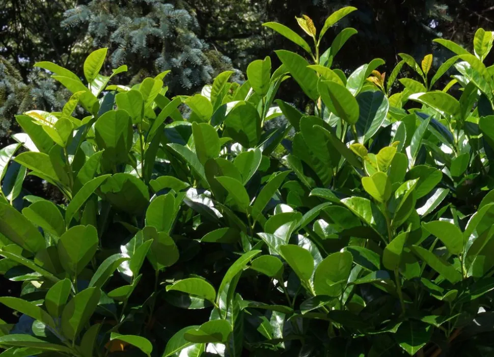 Kirschlorbeer Prunus Laurocerasus Novita Heckenpflanze 200-225Cm