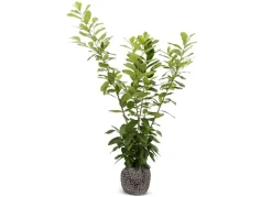 Kirschlorbeer Prunus Laurocerasus Novita Heckenpflanze 175-200Cm