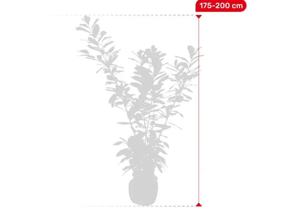 Kirschlorbeer Prunus Laurocerasus Novita Heckenpflanze 175-200Cm