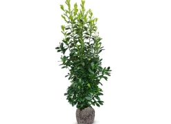 Kirschlorbeer Prunus Laurocerasus Rotundifolia Heckenpflanze 175-200Cm