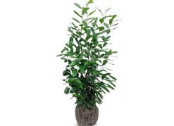 Kirschlorbeer Prunus Laurocerasus Novita Heckenpflanze 150-175Cm