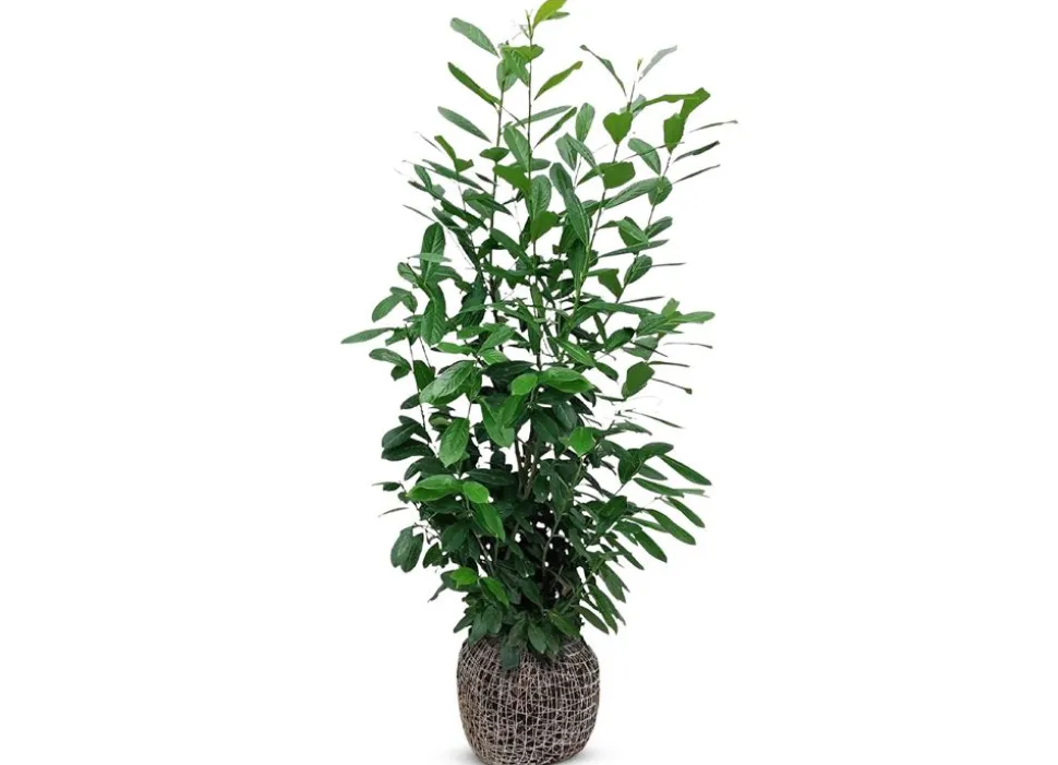 Kirschlorbeer Prunus Laurocerasus Novita Heckenpflanze 150-175Cm