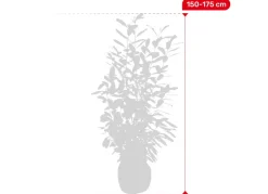 Kirschlorbeer Prunus Laurocerasus Novita Heckenpflanze 150-175Cm