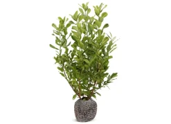 Kirschlorbeer Prunus Laurocerasus Rotundifolia Heckenpflanze 150-175Cm