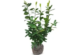 Kirschlorbeer Prunus Laurocerasus Novita Heckenpflanze 125-150Cm