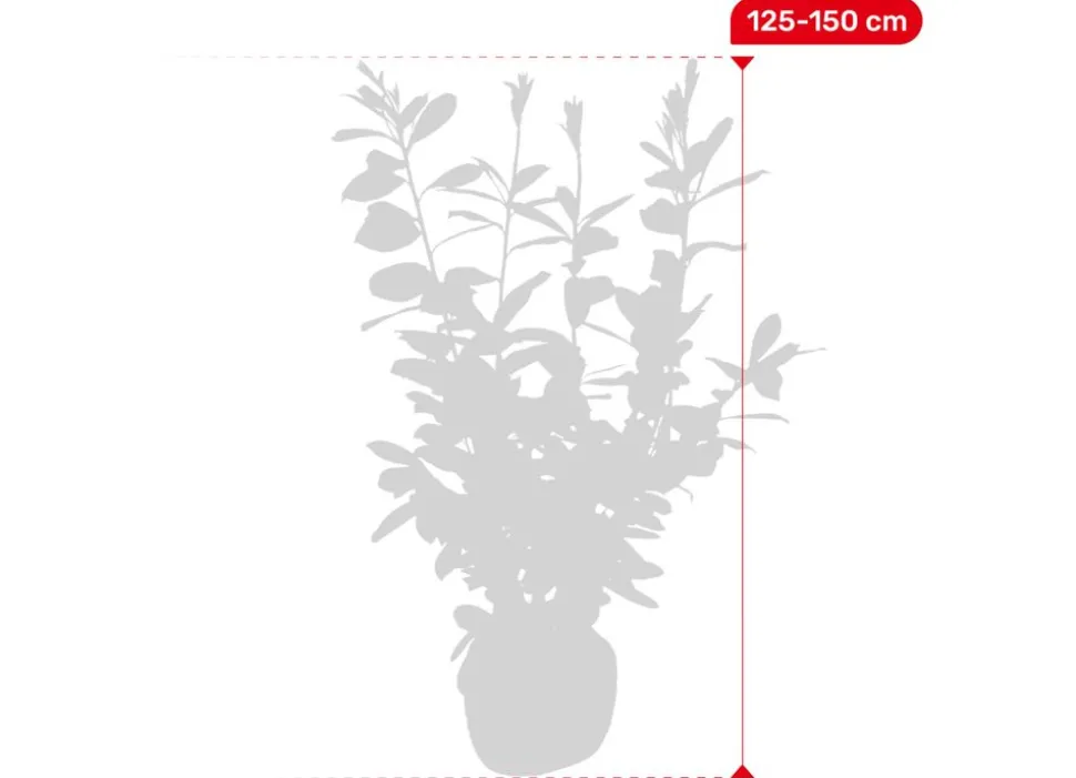 Kirschlorbeer Prunus Laurocerasus Novita Heckenpflanze 125-150Cm