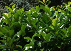 Kirschlorbeer Prunus Laurocerasus Novita Heckenpflanze 125-150Cm