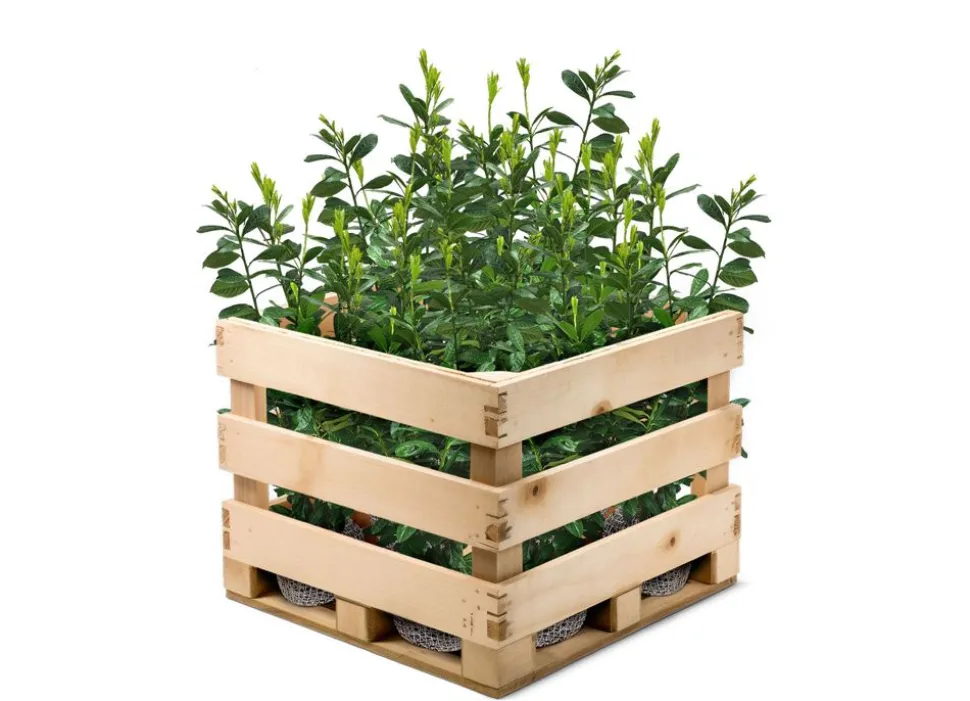 Kirschlorbeer Prunus Laurocerasus Novita Heckenpflanze 125-150Cm