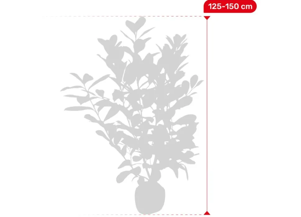 Kirschlorbeer Prunus Laurocerasus Rotundifolia Heckenpflanze 125-150Cm
