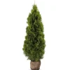 Lebensbaum Thuja Occidentalis Smaragd Heckenpflanze 160-180Cm