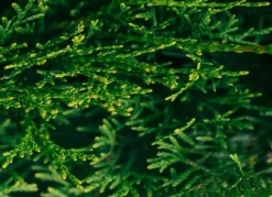 Lebensbaum Thuja Occidentalis Smaragd Heckenpflanze 160-180Cm