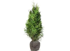 Lebensbaum Thuja Occidentalis Brabant Heckenpflanze 180-200Cm