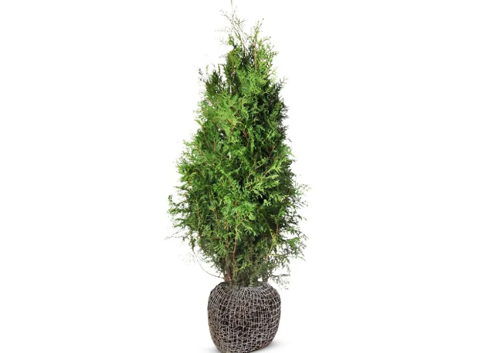 Lebensbaum Thuja Occidentalis Brabant Heckenpflanze 180-200Cm