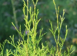 Lebensbaum Thuja Occidentalis Brabant Heckenpflanze 180-200Cm
