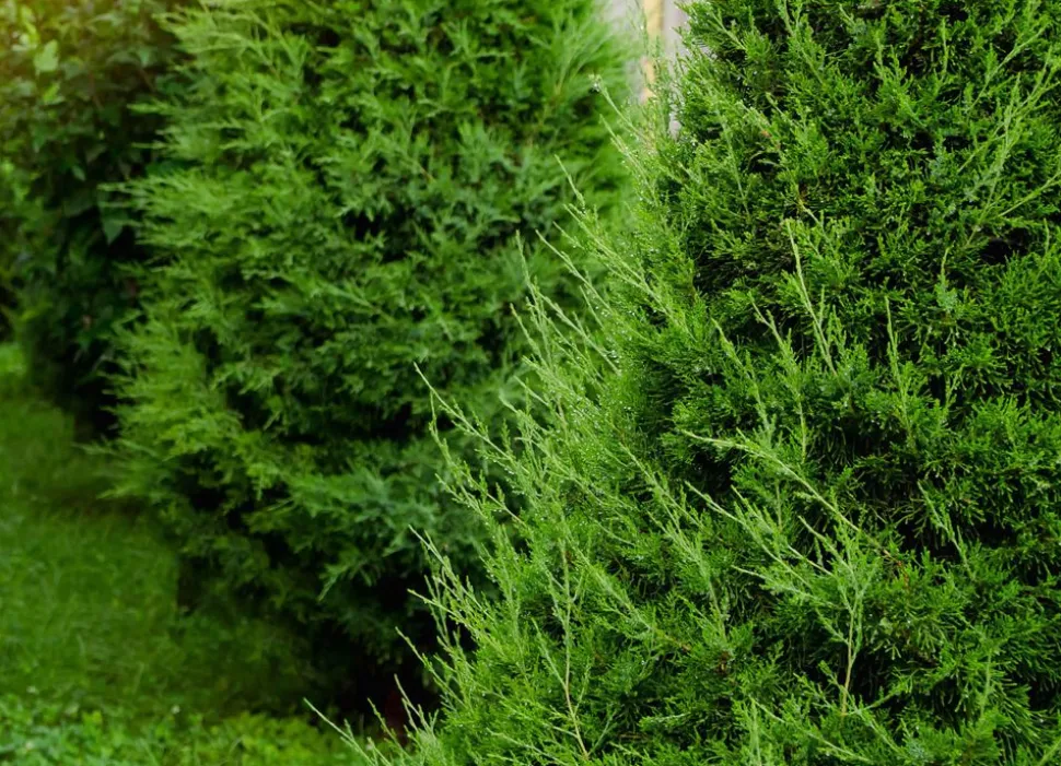 Lebensbaum Thuja Occidentalis Brabant Heckenpflanze 180-200Cm