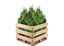 Lebensbaum Thuja Occidentalis Brabant Heckenpflanze 180-200Cm