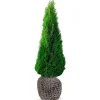 Lebensbaum Thuja Occidentalis Smaragd Heckenpflanze 180-200Cm