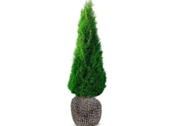 Lebensbaum Thuja Occidentalis Smaragd Heckenpflanze 180-200Cm