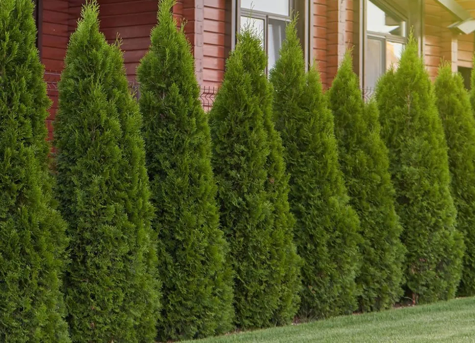 Lebensbaum Thuja Occidentalis Smaragd Heckenpflanze 180-200Cm