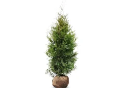 Lebensbaum Thuja Occidentalis Brabant Heckenpflanze 160-180Cm