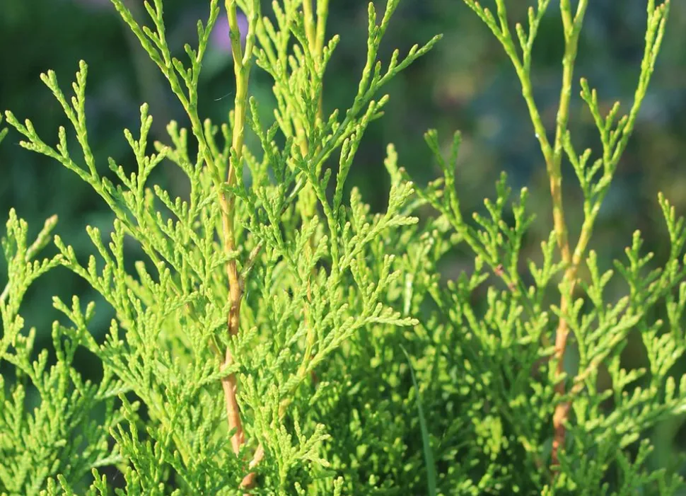 Lebensbaum Thuja Occidentalis Brabant Heckenpflanze 160-180Cm