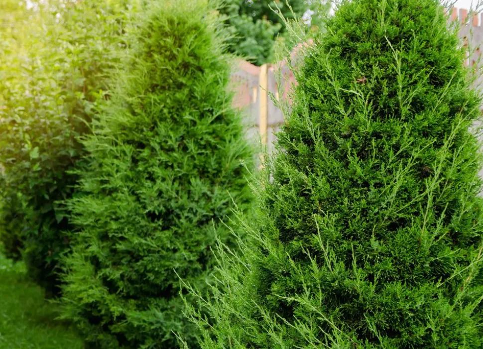 Lebensbaum Thuja Occidentalis Brabant Heckenpflanze 160-180Cm