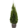 Lebensbaum Thuja Occidentalis Smaragd Heckenpflanze 140-160Cm