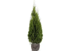 Lebensbaum Thuja Occidentalis Smaragd Heckenpflanze 140-160Cm