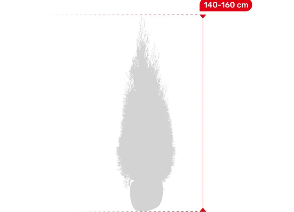 Lebensbaum Thuja Occidentalis Smaragd Heckenpflanze 140-160Cm