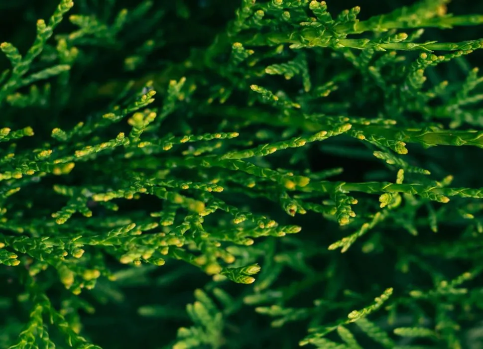 Lebensbaum Thuja Occidentalis Smaragd Heckenpflanze 140-160Cm