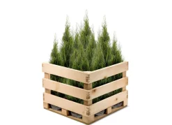 Lebensbaum Thuja Occidentalis Smaragd Heckenpflanze 140-160Cm