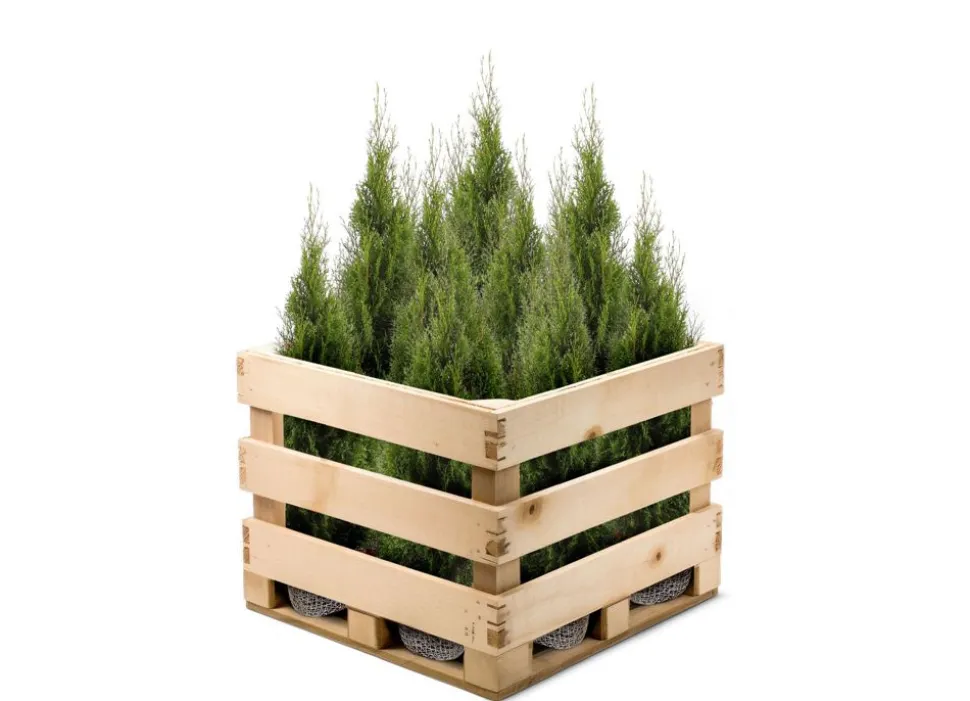 Lebensbaum Thuja Occidentalis Smaragd Heckenpflanze 140-160Cm