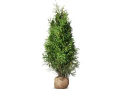 Lebensbaum Thuja Occidentalis Brabant Heckenpflanze 140-160Cm