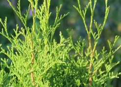Lebensbaum Thuja Occidentalis Brabant Heckenpflanze 140-160Cm