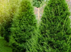 Lebensbaum Thuja Occidentalis Brabant Heckenpflanze 140-160Cm