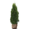 Lebensbaum Thuja Occidentalis Smaragd Heckenpflanze 120-140Cm